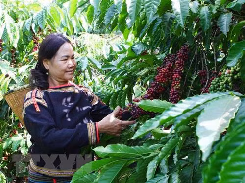 Thu hái càphê ở huyện CưMgar, tỉnh Đắk Lắk. Ảnh: Dương Giang - TTXVN