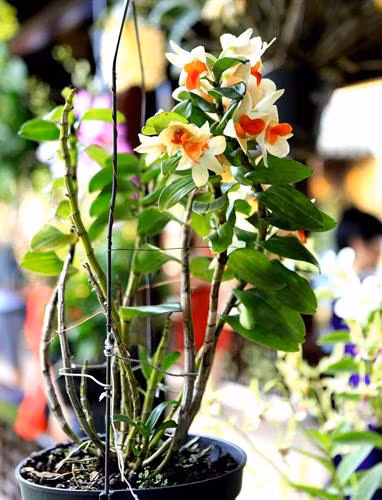 Một cây lan rực rỡ khoe sắc trong không gian trưng bày “Phong lan và cây cảnh ba miền” – Đại Nội Huế. Ảnh: Hoàng Hùng -TTXVN