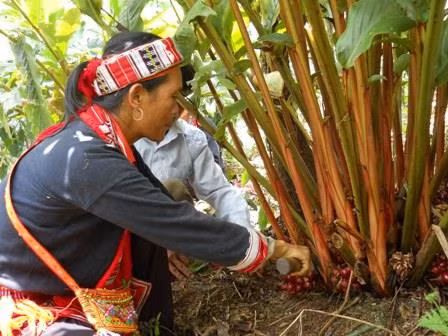 Thảo quả là loại cây thích nghi ở vùng núi cao, sinh trưởng và phát triển tốt dưới tán rừng. Ảnh: hagiangtv.vn