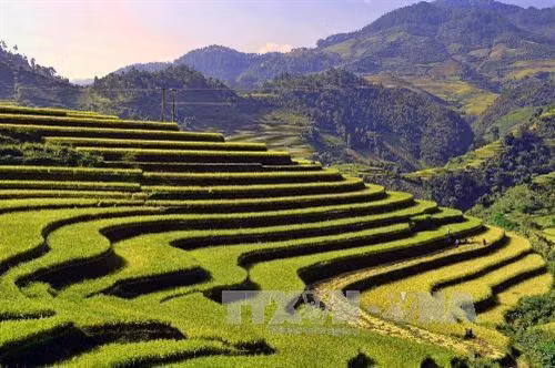 Mùa lúa chín trên những thửa ruộng bậc thang huyện Mù Cang Chải. Ảnh: Thanh Hà - TTXVN
