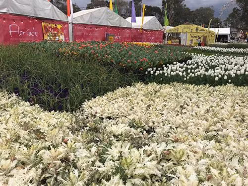 Lễ hội hoa xuân đặc sắc Floriade 2018 trưng bày hơn 1 triệu loài hoa và thực vật trong khuôn viên rộng 8.000m2 tại trung tâm thủ đô Canberra. Ảnh: Khánh Linh-Pv TTVN tại Austraia Hoa tulip với nhiều màu đặc biệt trưng bày tại Lễ hội hoa xuân đặc sắc Floriade 2018. Ảnh: Khánh Linh-Pv TTVN tại Austraia