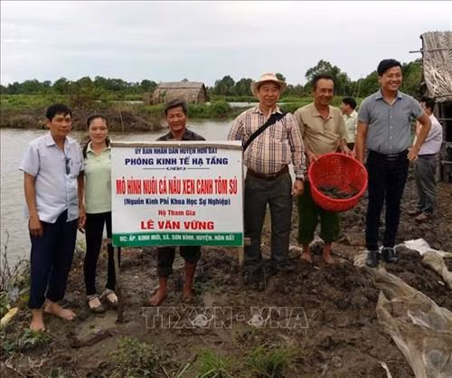 Mô hình cá nâu - tôm sú hiệu quả của ông Lê Văn Vững, ấp Kinh Mới, xã Sơn Bình, huyện Hòn Đất (Kiên Giang). Ảnh: TTXVN