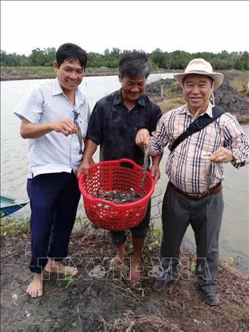 Mô hình cá nâu - tôm sú hiệu quả của ông Lê Văn Vững, ấp Kinh Mới, xã Sơn Bình, huyện Hòn Đất (Kiên Giang). Ảnh: TTXVN