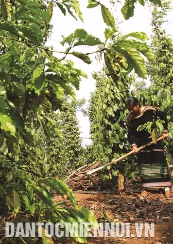 Mô hình trồng xen canh cây hồ tiêu trong vườn cà phê ở xã Đắk Phơi, huyện Lắk.
