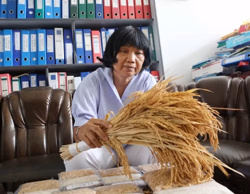 GS.TS Nguyễn Thị Lang với một trong những giống lúa mới được bà nghiên cứu thành công