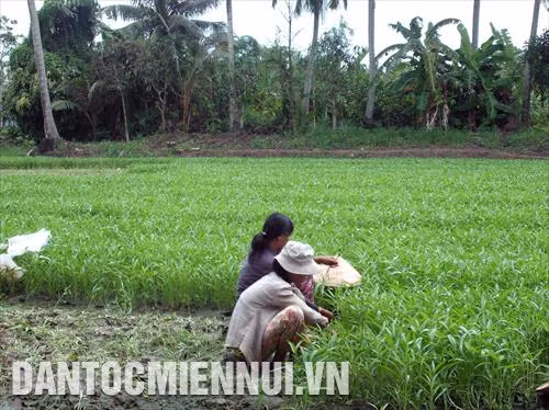 Nông dân xã Minh Hòa thu nhập tăng thêm nhờ trồng màu