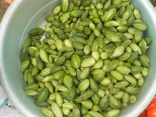 Những món rau rừng “đỉnh nhất’, ăn là nghiện của vùng Tây Bắc ảnh 1