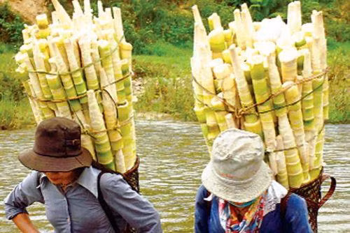 Những món rau rừng “đỉnh nhất’, ăn là nghiện của vùng Tây Bắc ảnh 3