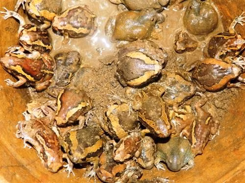 Kẻ sợ người mê đặc sản của người Chăm ở Ninh Thuận ảnh 1