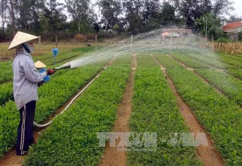 Công nhân chăm sóc vườn ươm trồng các loại cây giống lâm nghiệp. Ảnh: TTXVN
