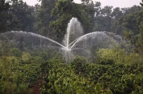 Đắk Lắk tập trung tưới nước cho cây cà phê ảnh 3