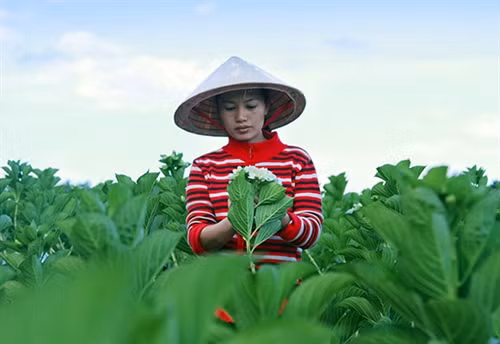 Cẩm tú cầu mang lại hiệu quả kinh tế cho gia đình chị Đoàn Thị Thu Hà
