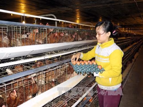 Trang trại nuôi gia cầm Lê văn Dương tham gia Đề án truy xuất nguồn gốc thịt gia cầm, trứng gia cầm của Công ty CP Thực phẩm Vĩnh Thành Đạt. Ảnh: Hoàng Hải-TTXVN