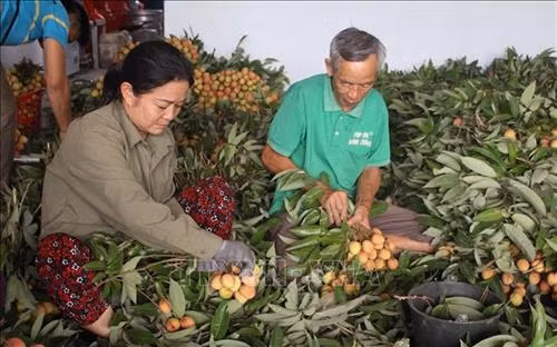 Người dân bó vải thành từng chùm trước khi đem bán. Ảnh: Tùng Lâm – TTXVN
