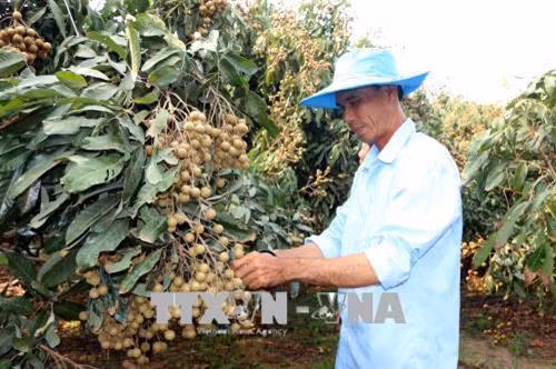 Anh Trần Văn Phục thu hoạch nhãn Ido. Ảnh: Trung Hiếu - TTXVN