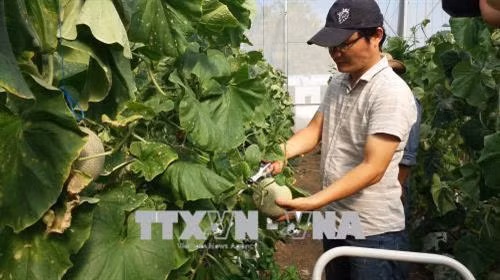 Thu hoạch dưa lưới của Công ty TNHH Xây dựng và Dịch vụ Âu Cơ (thành phố Bà Rịa). Ảnh: Hoàng Nhị - TTXVN.