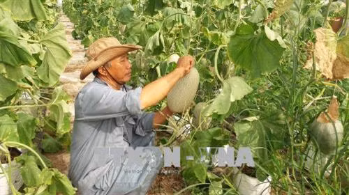 Thu hoạch dưa lưới của Công ty TNHH Xây dựng và Dịch vụ Âu Cơ (thành phố Bà Rịa). Ảnh: Hoàng Nhị - TTXVN.
