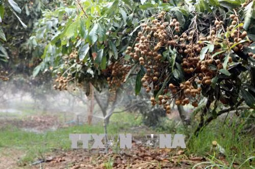 Nhãn Ido được trồng theo tiêu chuẩn VietGap cho năng suất cao. Ảnh: Trung Hiếu - TTXVN