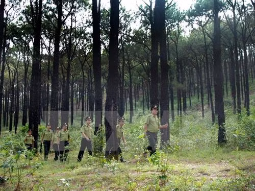 Tập trung thực hiện 3 nhiệm vụ phát triển lâm nghiệp bền vững ảnh 1