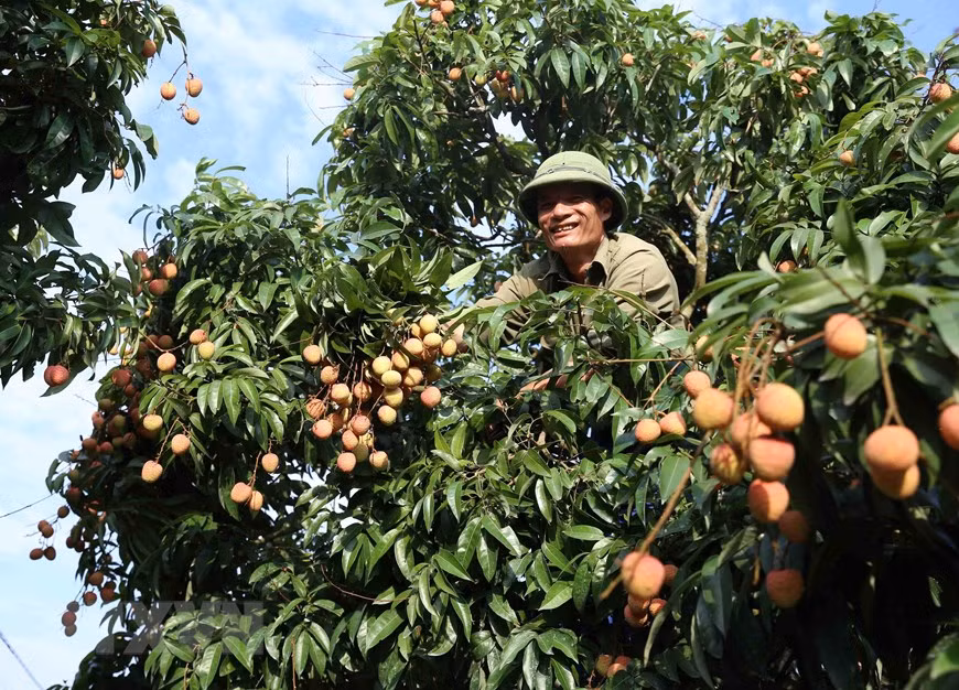 Thanh Hà vào vụ thu hoạch vải thiều chín sớm ảnh 3