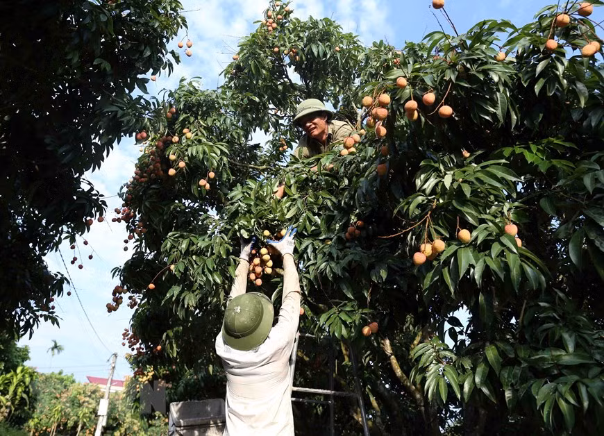 Thanh Hà vào vụ thu hoạch vải thiều chín sớm ảnh 2