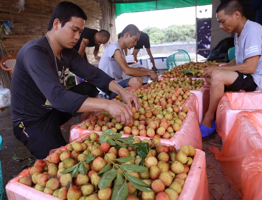 Thanh Hà vào vụ thu hoạch vải thiều chín sớm ảnh 4
