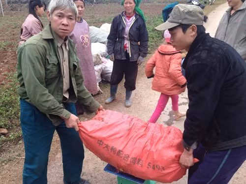 Người dân cân gừng bán cho công ty bao tiêu sản phẩm.