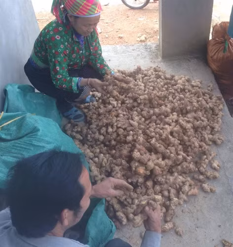 Người dân Hà Quảng phân loại gừng.