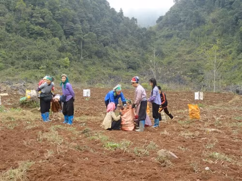 Hướng đi mới này giúp nâng cao chất lượng sản phẩm, thay đổi thói quen canh tác của đồng bào