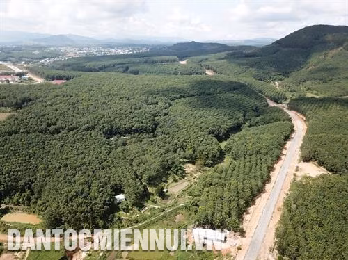 Về các xã vùng sâu, vùng xa của huyện Ngọc Hồi, đâu đâu cũng thấy màu xanh của những cánh rừng cao su, những vườn cà phê xanh mướt, trĩu quả. Ảnh: Hoàng Hà