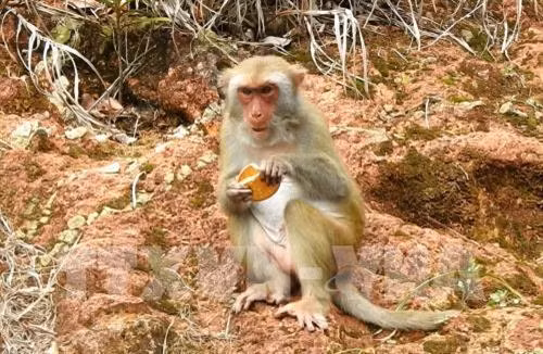 Nhiều đoàn du khách dừng giữa đường cho khỉ ăn, chụp ảnh, gây mất an toàn giao thông. Ảnh: Quốc Dũng – TTXVN