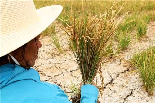 Đồng ruộng nứt nẻ, lúa khô cháy; hơn 2ha lúa của chị Đặng Thị Thanh (huyện Tân Trụ) chỉ thu về những bông lúa lép. Ảnh: Bùi Giang – TTXVN