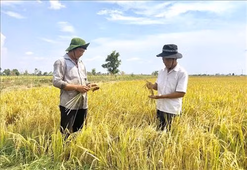Cánh đồng trồng lúa của bà con nhân dân làng Ring, xã Ia Mơ. Ảnh: Dư Toán – TTXVN