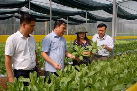 Cơ sở sản xuất rau sạch theo tiêu chuẩn VietGAP tại thôn Bảo Minh, xã Minh Bảo, thành phố Yên Bái.