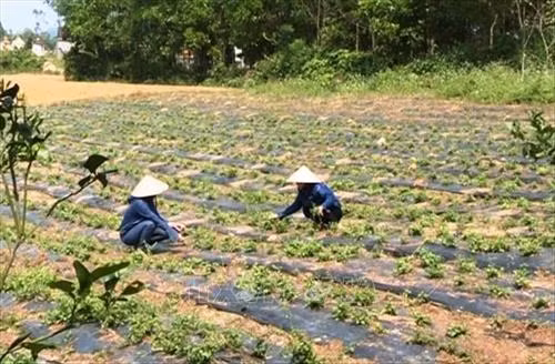Tổng diện tích trồng cà gai leo của Hợp tác xã Sản xuất cây dược liệu sạch và kinh doanh nông nghiệp xã Cự Nẫm (do vợ chồng anh Nguyễn Thanh Bình sáng lập) khoảng 7ha.Toàn bộ giống, quy trình trồng và chăm sóc, thu hoạch cây cà gai leo đều được đôi vợ chồng trẻ Nguyễn Thanh Bình giám sát cẩn thận, đáp ứng các tiêu chuẩn theo quy định. Ảnh: Võ Dung-TTXVN