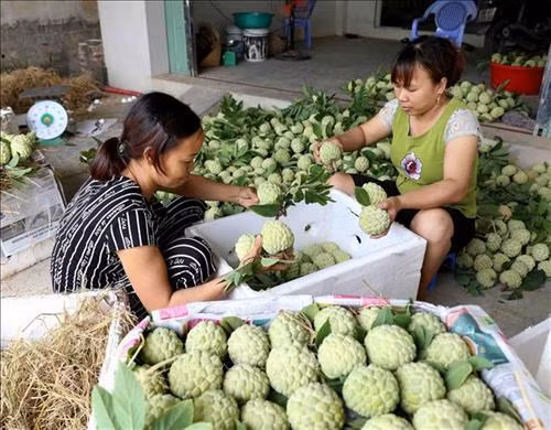 Hộ nông dân Dương Văn Huy ở thôn 16, xã Yên Sơn, huyện Lục Nam được Hội Nông dân tỉnh chuyển giao kỹ thuật trồng na chín sớm, phát huy hiệu quả cao. Ảnh: Vũ Sinh - TTXVN