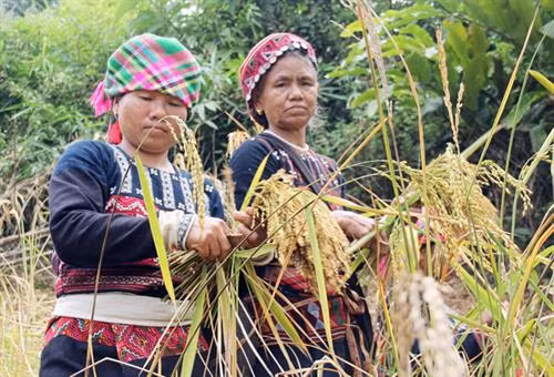 Gia chủ làm lễ giữ hồn lúa mẹ tại nương lúa. Sau khi gặt xong, các gia đình gùi lúa về nhà. Họ cùng nhau giã gạo để nấu cơm mới, chuẩn bị cho các nghi thức trong ngày hội. Chủ nương làm mâm lễ cúng mừng cơm mới. Chủ nhà dâng cơm mới mời tổ tiên về hưởng và phù hộ cho gia đình con cháu sang năm mùa màng bội thu, cuộc sống no đủ. Bà chủ nhà lấy cum lúa đè lên hồn vía lúa (dùng lá ngái bọc hồn vía lúa) giữ trên sàn gác. Mâm cơm mới dành cho vợ chồng chủ nhà theo đúng nghi thức. Người Xá Phó cùng nhau hát múa theo nghi thức truyền thống trong ngày tổ chức lễ hội “Già sợ da”.