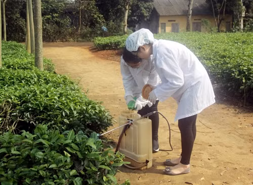 Hằng và Huyền chuẩn bị chế phẩm phun thử nghiệm trên cây chè. Ảnh: Quang Cường- TTXVN