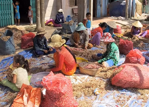 Mùa thu hoạch hành tím ở Sóc Trăng. Ảnh: Trung Hiếu- TTXVN