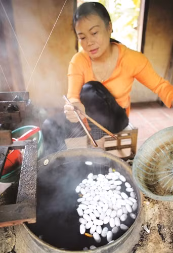 Ngâm kén vào nước nóng để kéo tơ