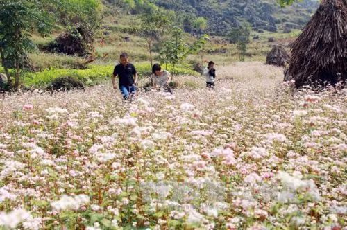 Du khách " đổ xô" lên Hà Giang xem hoa tam giác mạch ảnh 1