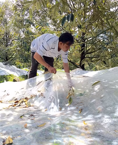 Ông Lê Văn Hải thôn 2, xã Đạ Ploa, huyện Đạ Huoai đang phủ bạt dưới gốc sầu riêng