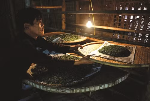 Kiểm tra chế dộ ăn của tằm