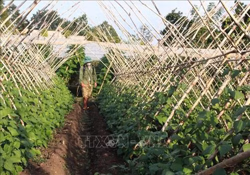 Mô hình chuyển đổi từ đất trồng lúa kém hiệu quả sang trồng sen tại xã Bình Kiến, thành phố Tuy Hòa, tỉnh Phú Yên. Ảnh: Phạm Cường - TTXVN