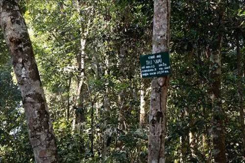 Bảng thông báo một khoảnh rừng với diện tích hơn 23,5ha đã được một hộ dân M’Nông nhận giao khoán quản lý, bảo vệ. Ảnh: Ngọc Minh – TTXVN