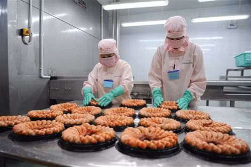 Các doanh nghiệp chế biến thủy sản ở Cà Mau đã trang trị công nghệ tiên tiến để chế biến tôm xuất khẩu . Ảnh: Thế Anh-TTXVN