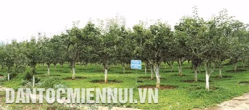 Huyện Bắc Hà năm 2019 trồng mới 36 ha hoa ứng dụng công nghệ cao, trong đó các loại hoa được trồng chủ yếu là địa lan, ly, hồng và đồng tiền. Ảnh: Hoàng Hà Những năm qua, Trại nghiên cứu và sản xuất rau quả Bắc Hà thuộc Trung tâm giống nông - lâm nghiệp tỉnh Lào Cai đã khai thác và phát huy tiềm năng phát triển cây ăn quả đặc sản, tạo sản phẩm hàng hóa, góp phần phát triển kinh tế - xã hội địa phương. Trong ảnh: Vườn ươm giống lê VH6 được nhập từ Đài Loan về nghiên cứu khảo nghiệm tại Trại nghiên cứu và sản xuất rau quả Bắc Hà. Ảnh: Hoàng Hà