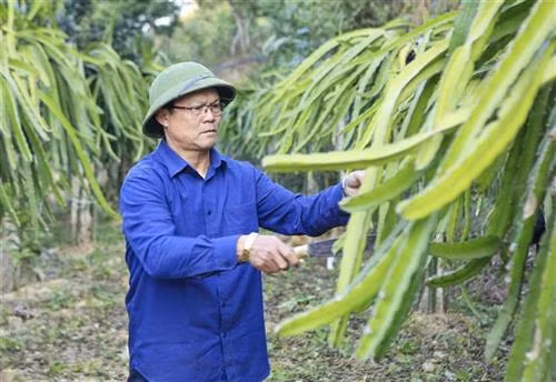 Cựu chiến binh Lò Ngọc Ánh cắt tỉa vườn cây thanh long. Ảnh: Xuân Tư – TTXVN