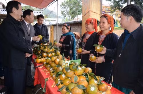 Người trồng cam Lục Yên giới thiệu cam với khách hàng. Ảnh: Đức Tưởng – TTXVN