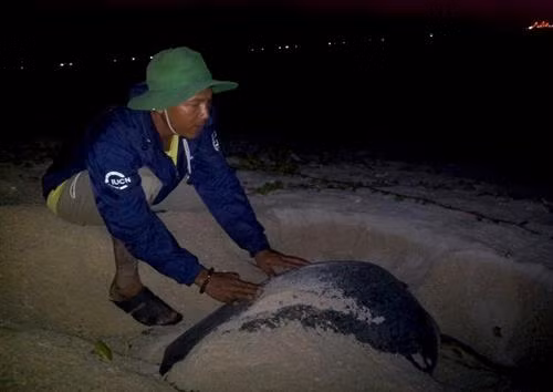 Rùa con sau khi nở được chăm sóc khỏe mạnh trước khi thả về biển. Thả rùa con về biển tại Khu bảo tồn biển Hòn Cau. Các tình nguyện viên luôn túc trực theo dõi và bảo vệ ổ rùa. Ổ trứng rùa tại Khu bảo tồn biển Hòn Cau.